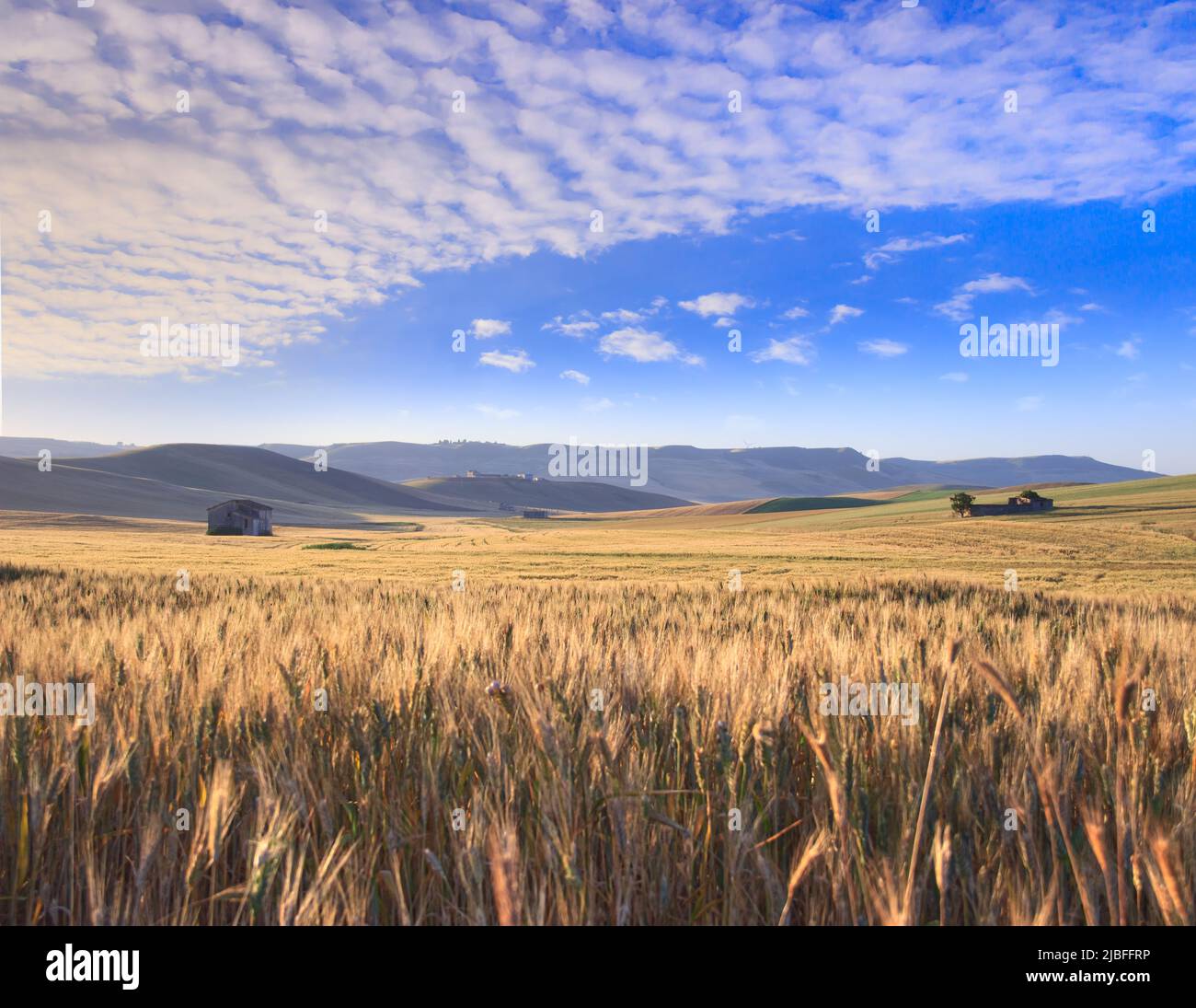 Hilly countryside with cornfield and  abandoned farmhouses in Apulia, Italy. Stock Photo