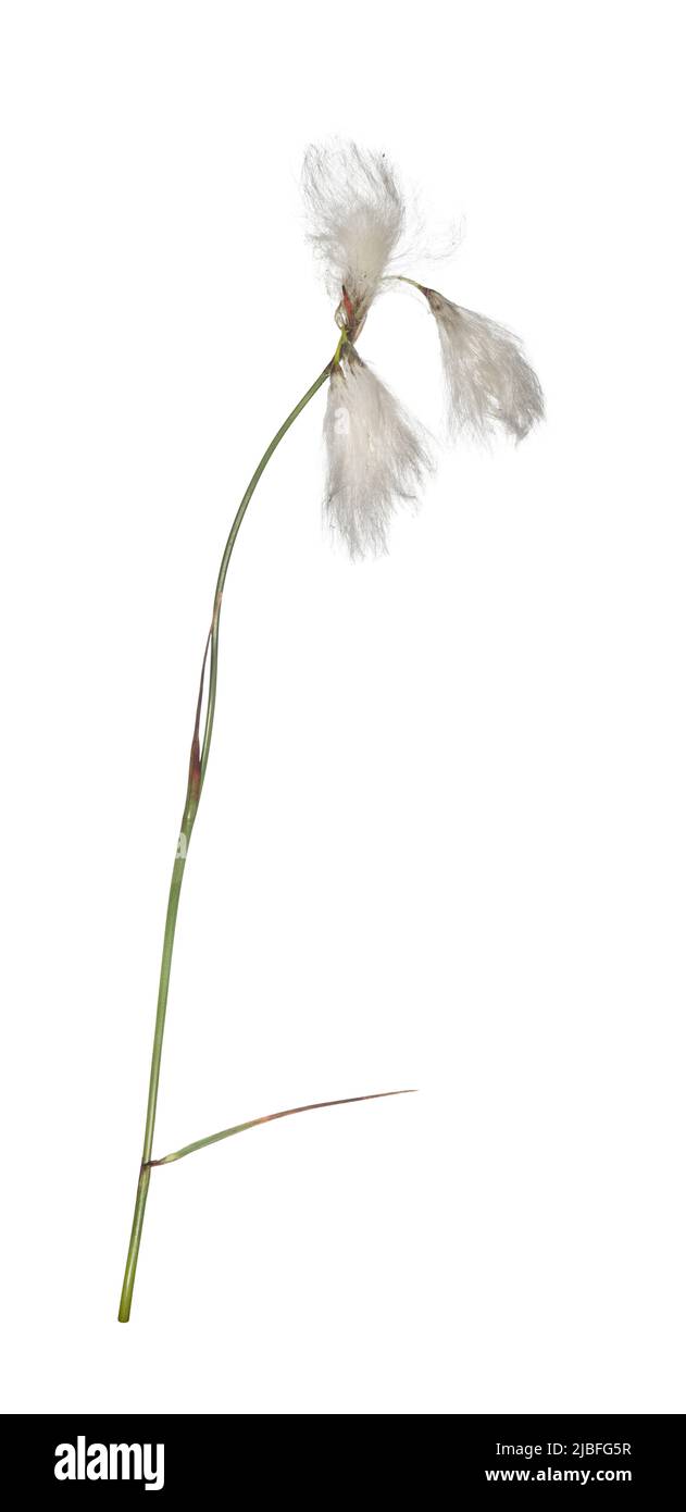 Common Cotton-grass - Eriophorum angustifolium Stock Photo