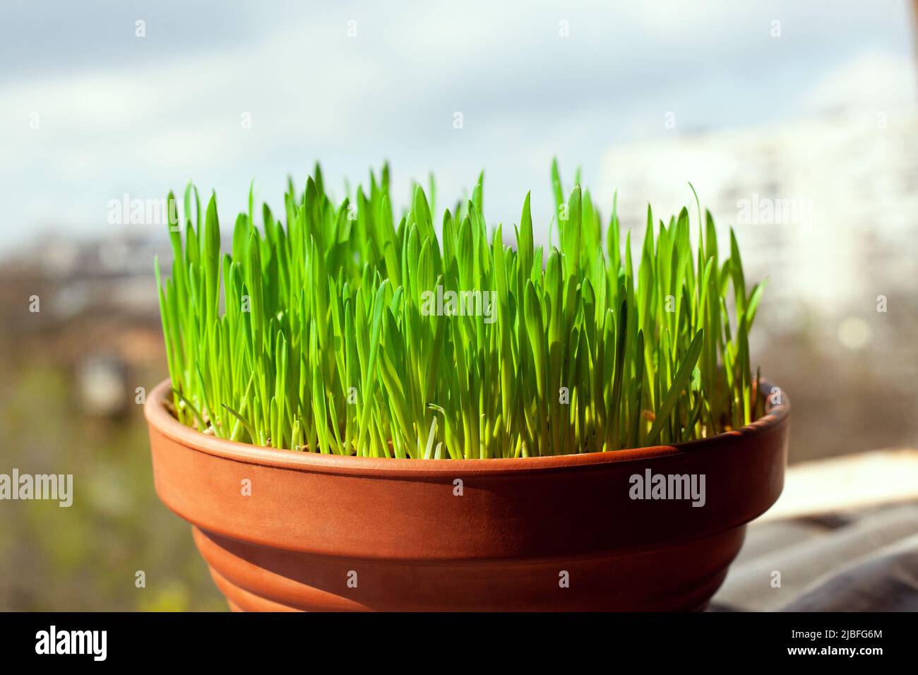 Green grass grows in a ceramic flower pot. Growing cat grass at home balcony. Oat grass plant in terracotta pot close up. Stock Photo