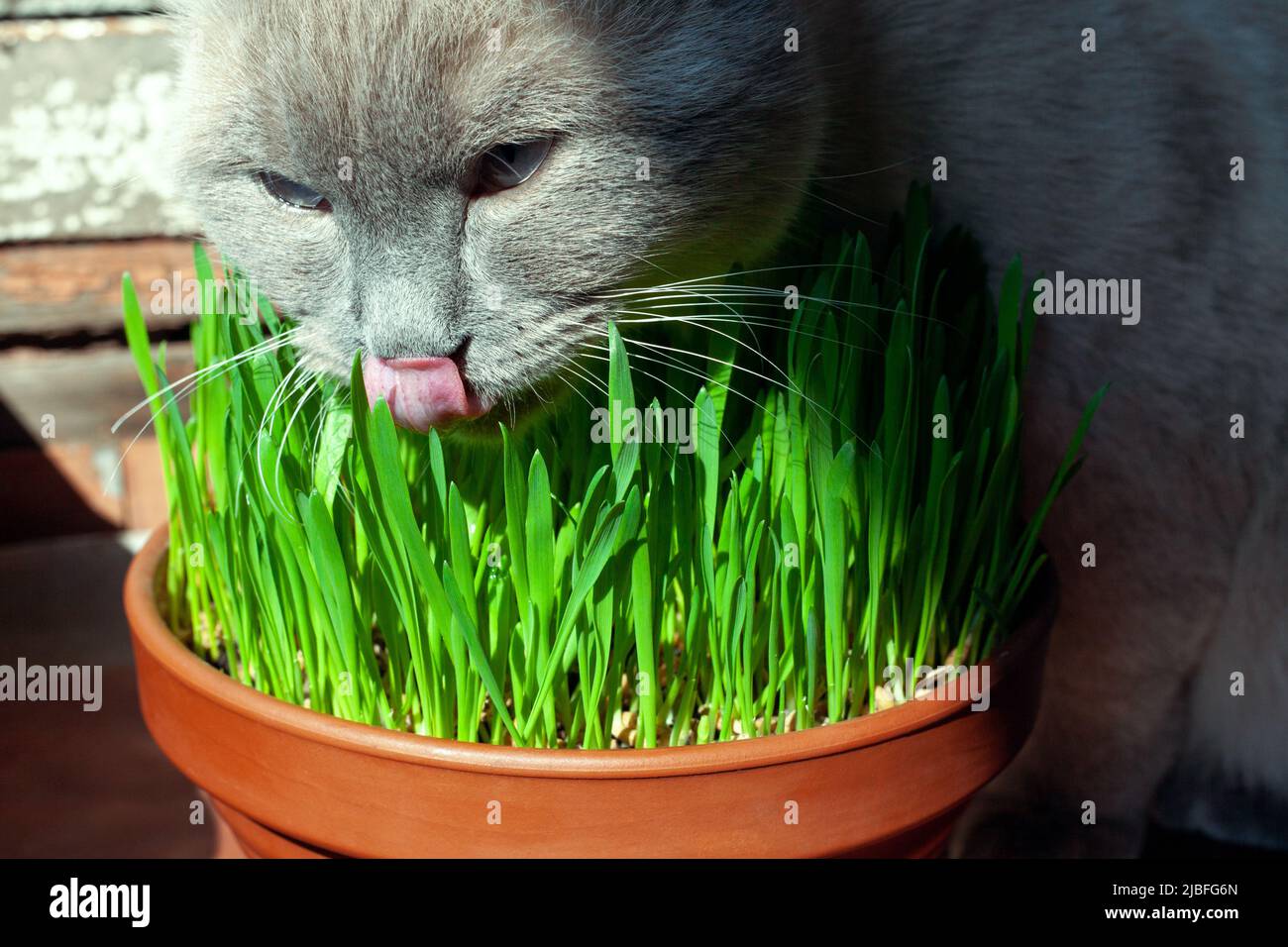 cat-is-eating-fresh-green-grass-in-flower-pot-cat-grass-pet-grass