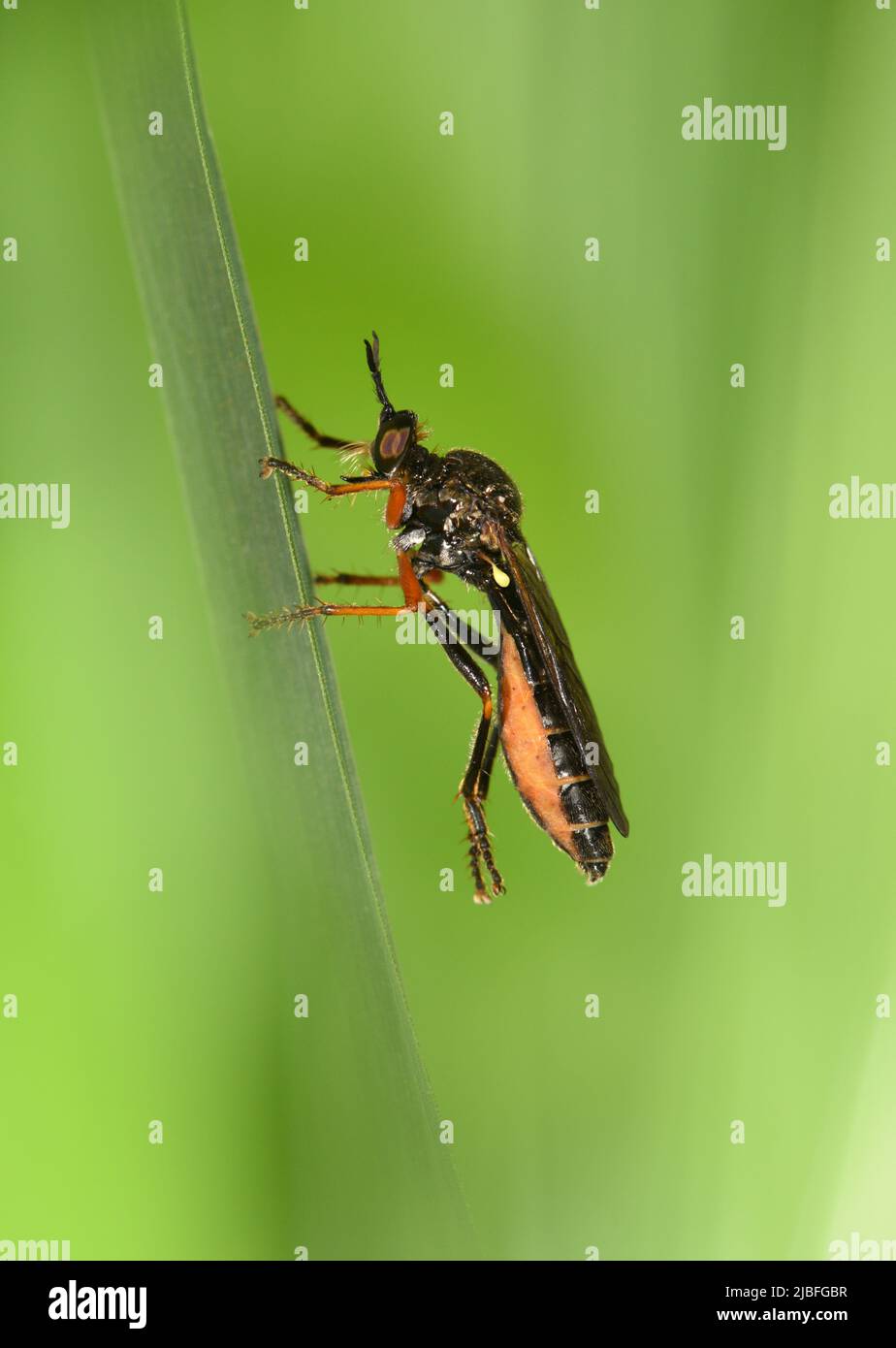 Common Red-legged Robberfly - Dioctria rufipes Stock Photo