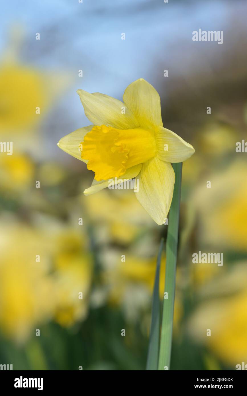 Wild Daffodil - Narcissus pseudonarcissus Stock Photo