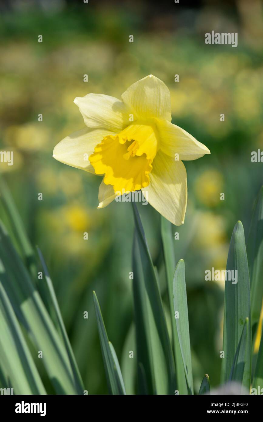 Wild Daffodil - Narcissus pseudonarcissus Stock Photo