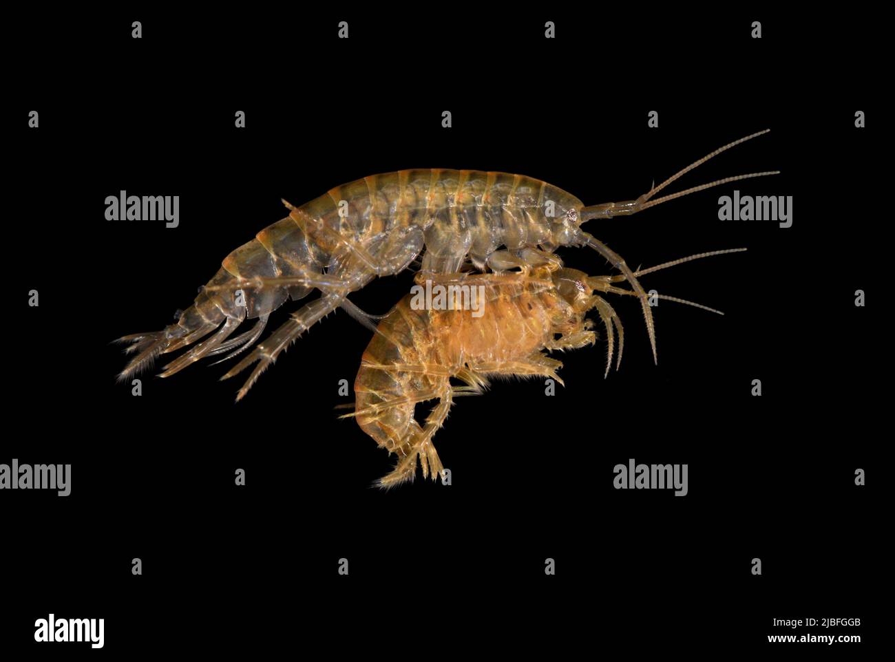Freshwater Shrimp - Gammarus pulex Stock Photo