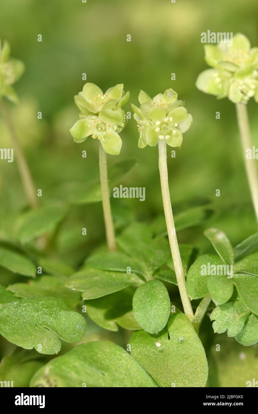 Moschatel - Adoxa moschatellina Stock Photo