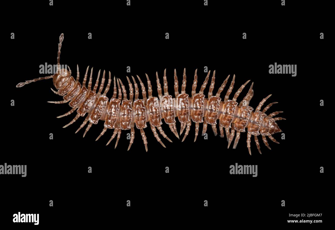 Flat-backed Millipede - Polydesmus spp. Stock Photo