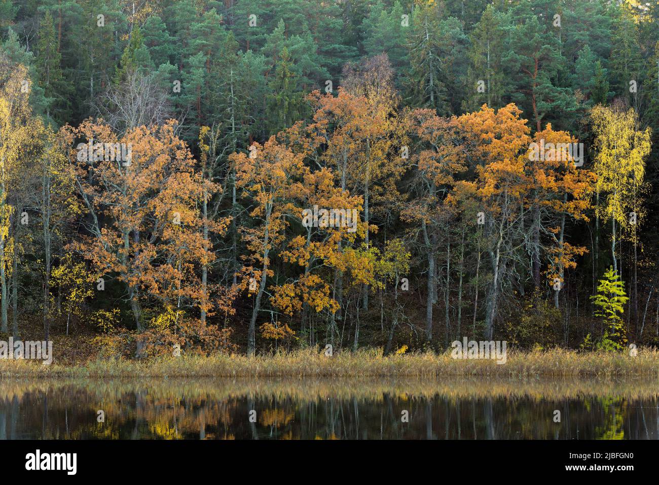 Autumn forest by lake Stock Photo