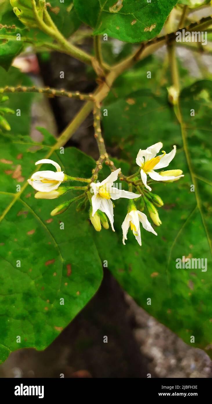 part of the eggplant tree. The appearance of flowers is a sign that the plant will soon bear fruit. Stock Photo