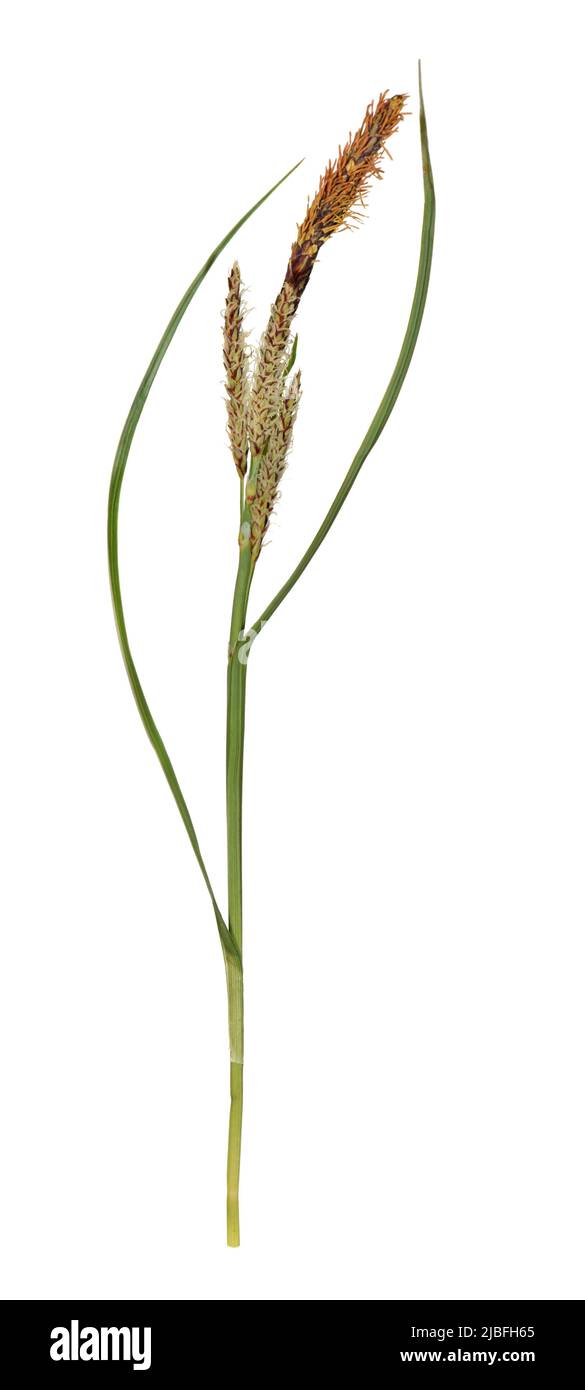 Glaucous Sedge - Carex flacca Stock Photo