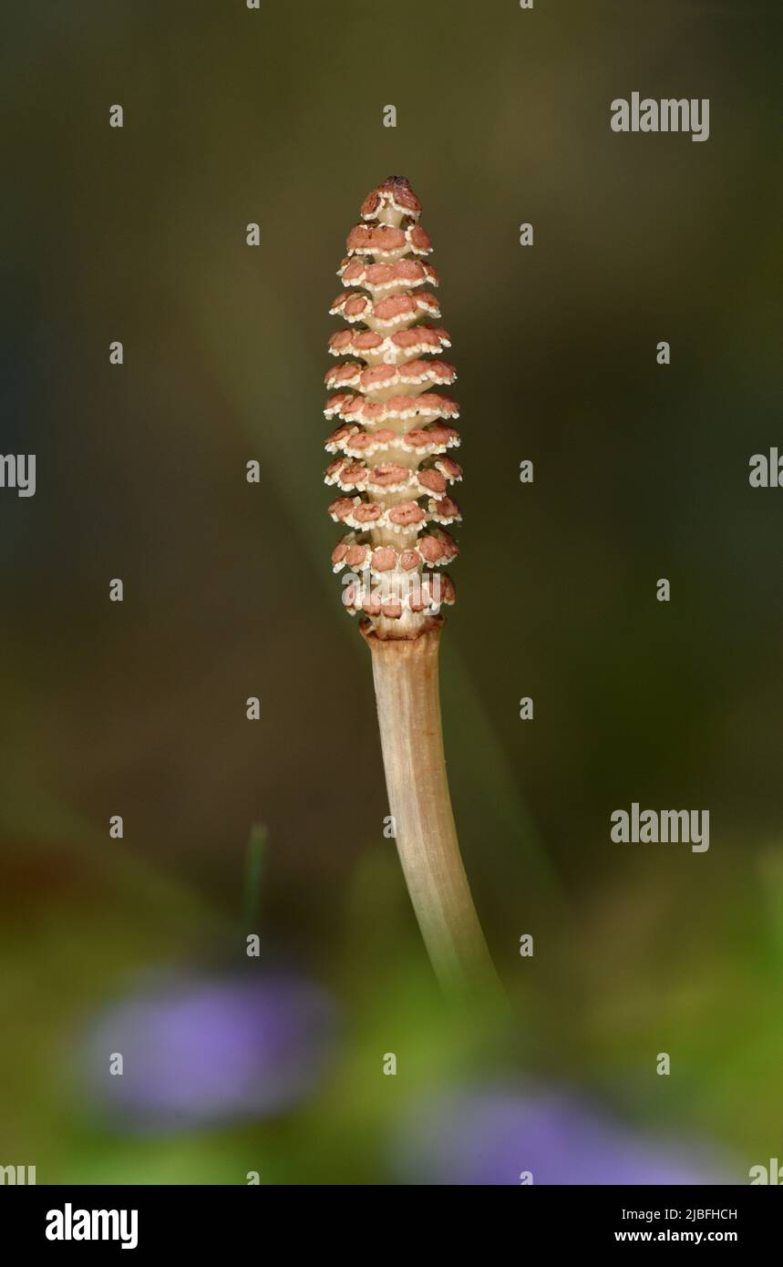 Field Horsetail Equisetum arvense Stock Photo Alamy
