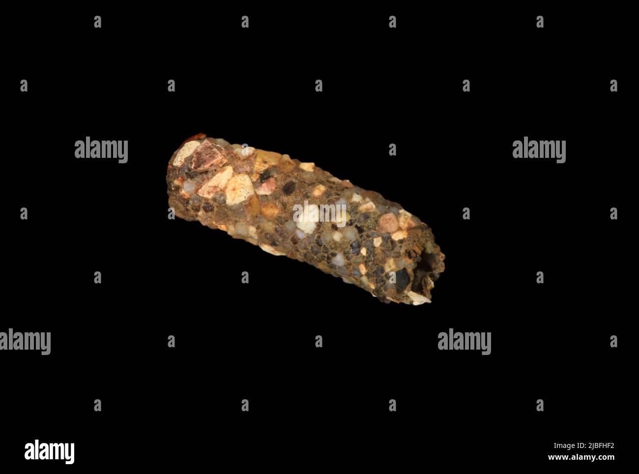 Caddisfly larval case Stock Photo Alamy