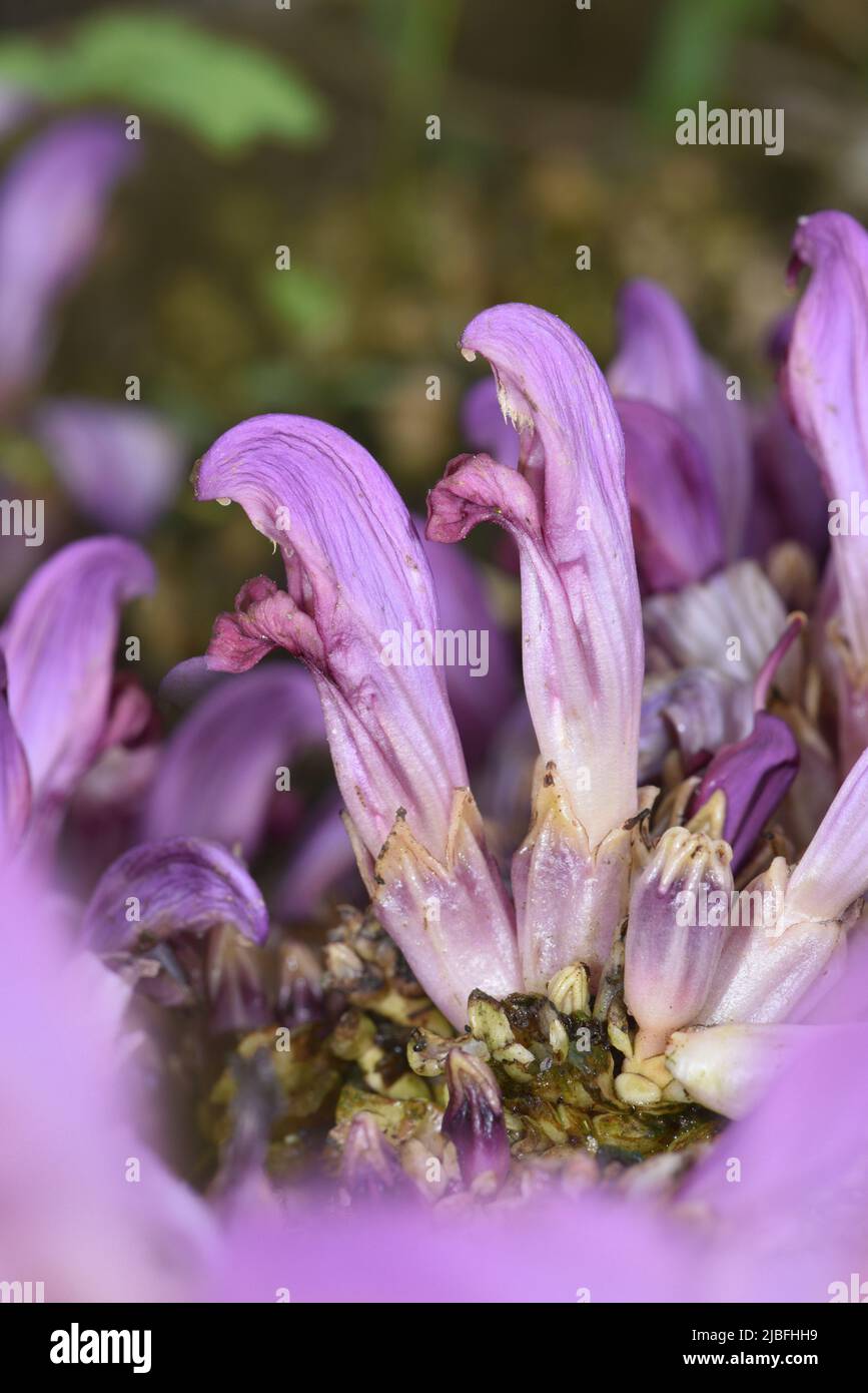 Purple Toothwort - Lathraea clandestina Stock Photo