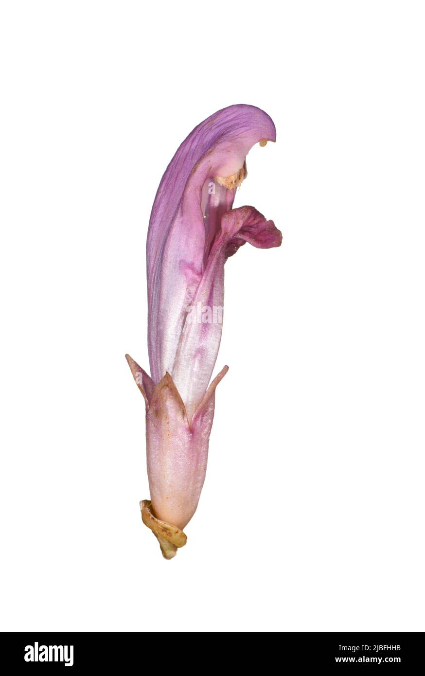 Purple Toothwort - Lathraea clandestina Stock Photo