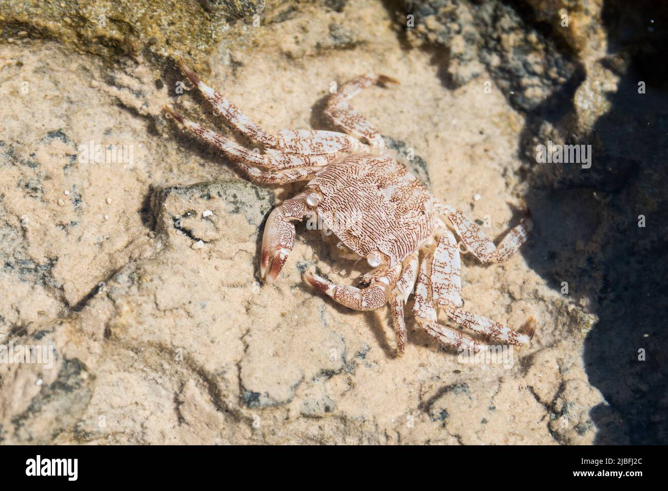 White, red-striped crab hiding in a saltwater puddle in the rock formation on a beach. Chrissi island, Crete, Greece Stock Photo