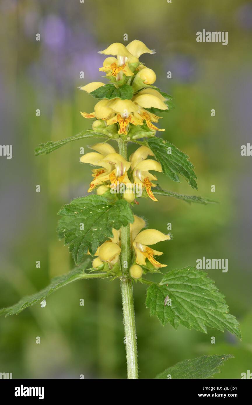 Yellow Archangel - Lamiastrum galeobdolon Stock Photo