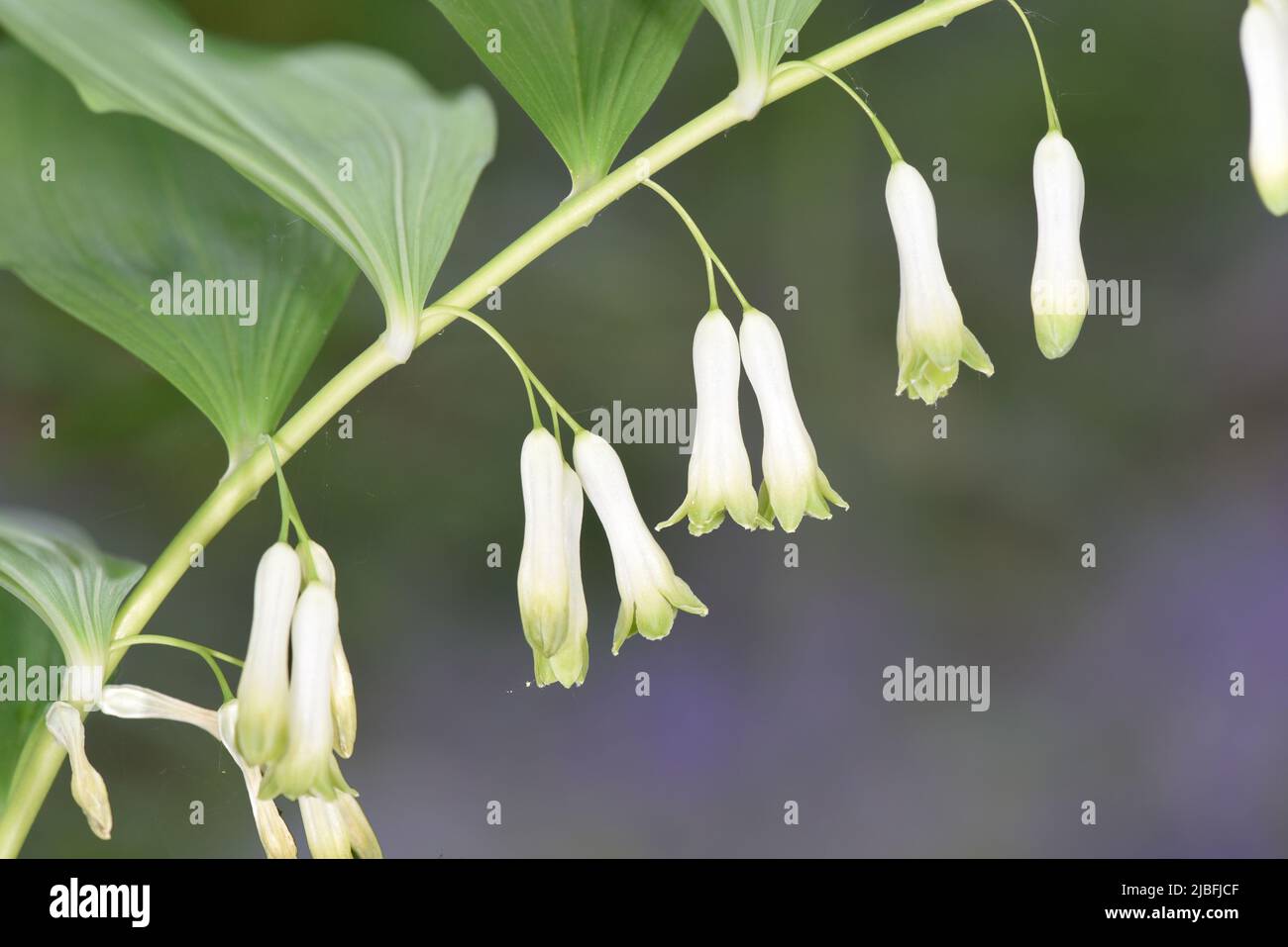 Solomon'sseal Polygonatum multiflorum Stock Photo Alamy