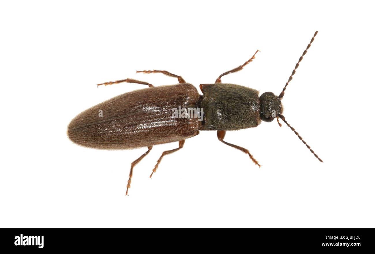 Click Beetle Athous haemorrhoidalis Stock Photo Alamy