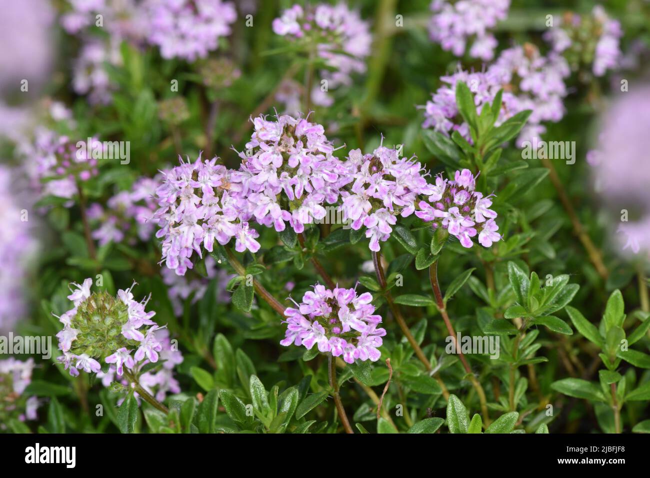Garden Thyme Thymus vulgaris Stock Photo Alamy