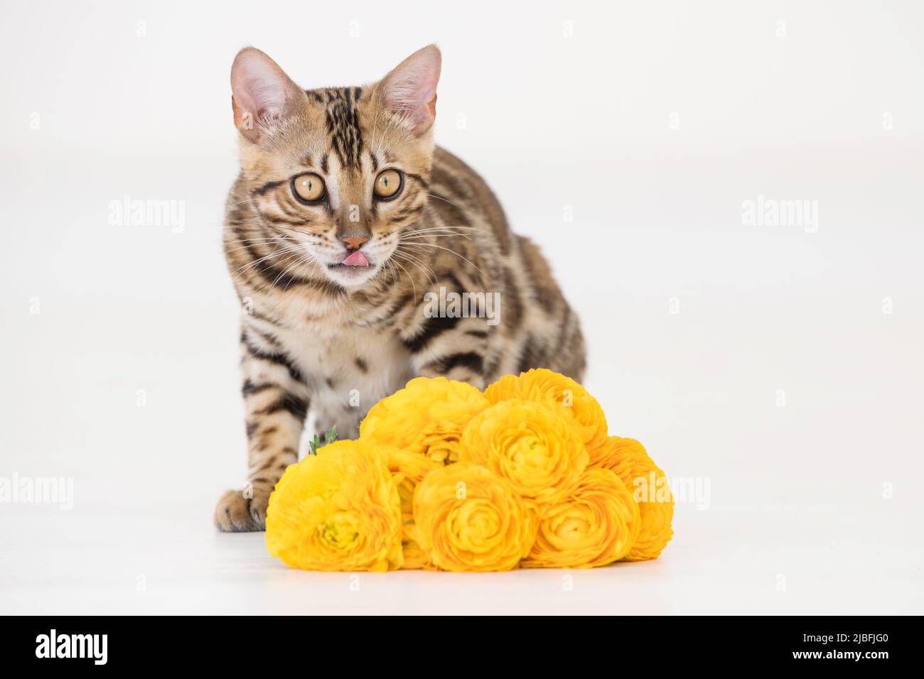 Young bengal cat with yellow flowers, white background Stock Photo