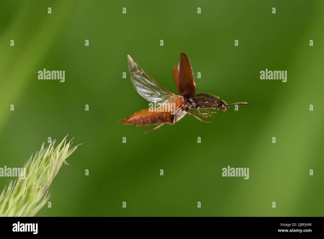 Click Beetle Athous haemarrhoidalis Stock Photo Alamy