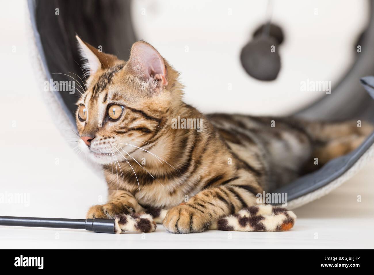 Young bengal cat playing, white background Stock Photo