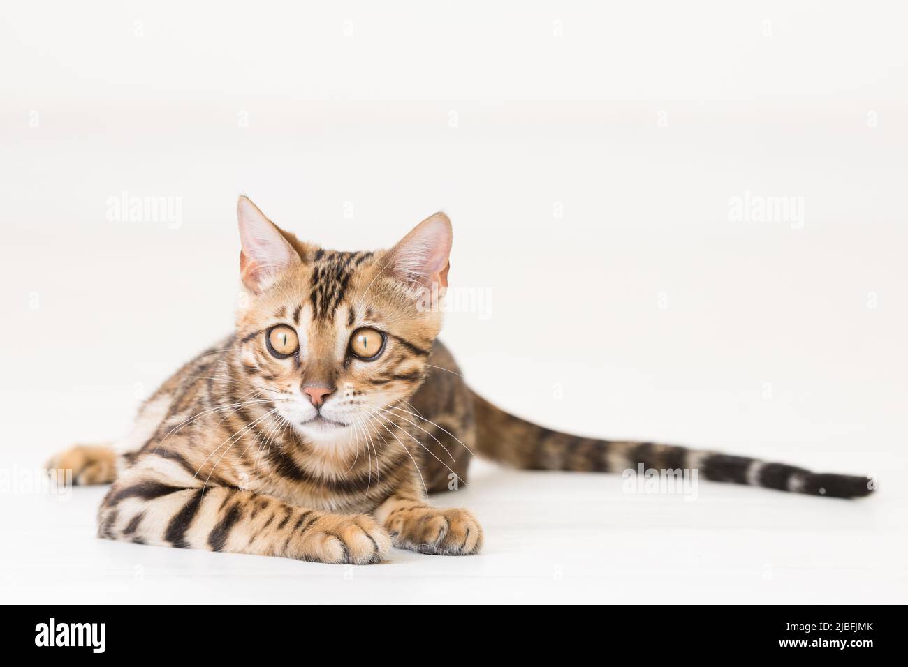 Young bengal cat lying on the ground, white background Stock Photo