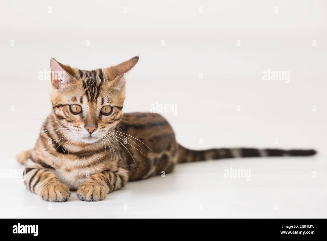 Young bengal cat lying on the ground, white background Stock Photo
