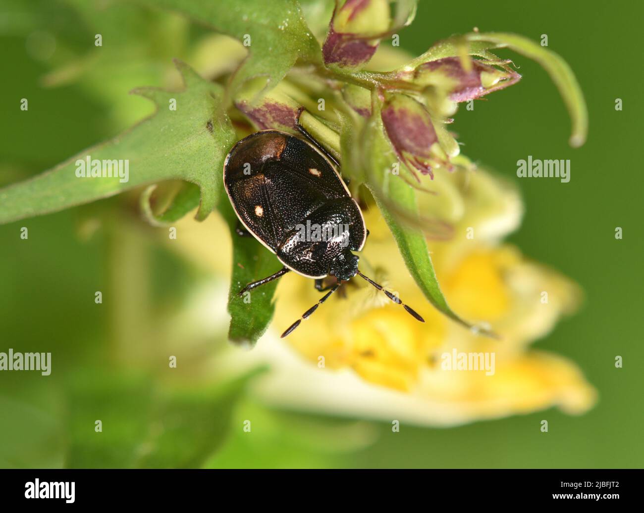 Cow-wheat Shieldbug - Adomerus biguttatus Stock Photo