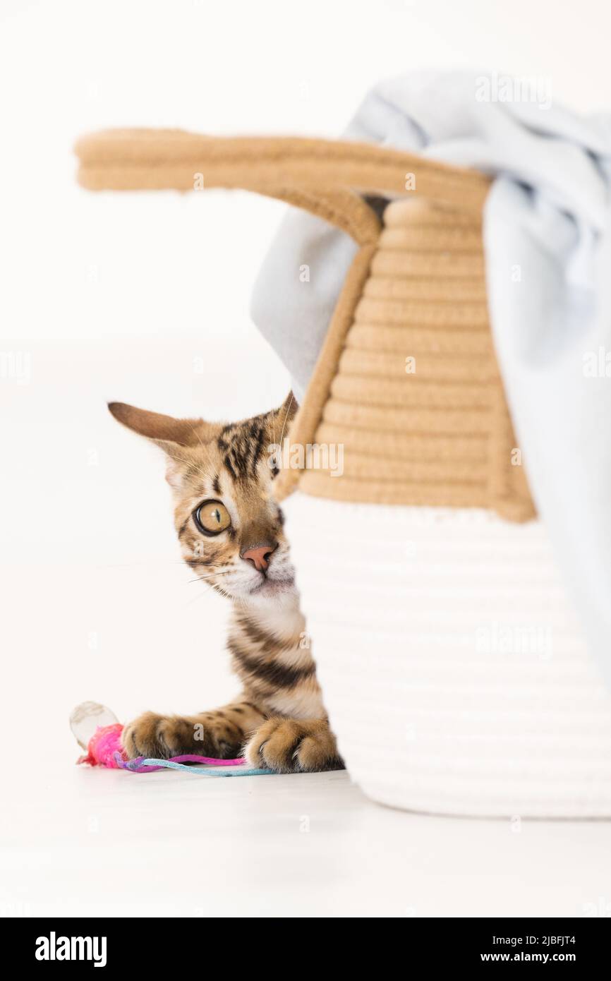 Young bengal cat hiding behind basket, white background Stock Photo