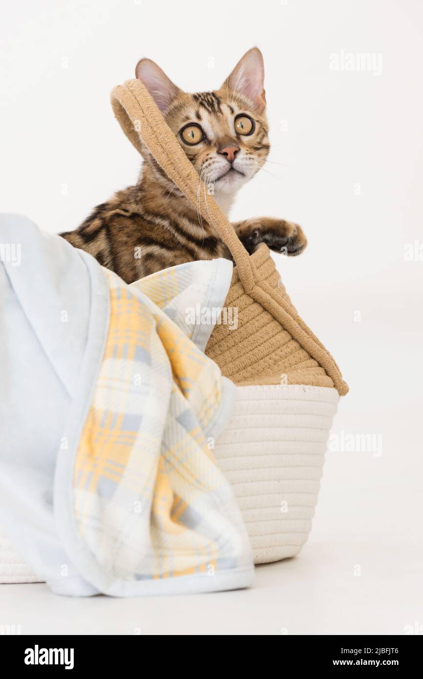 Young bengal cat playing in a basket, white background Stock Photo