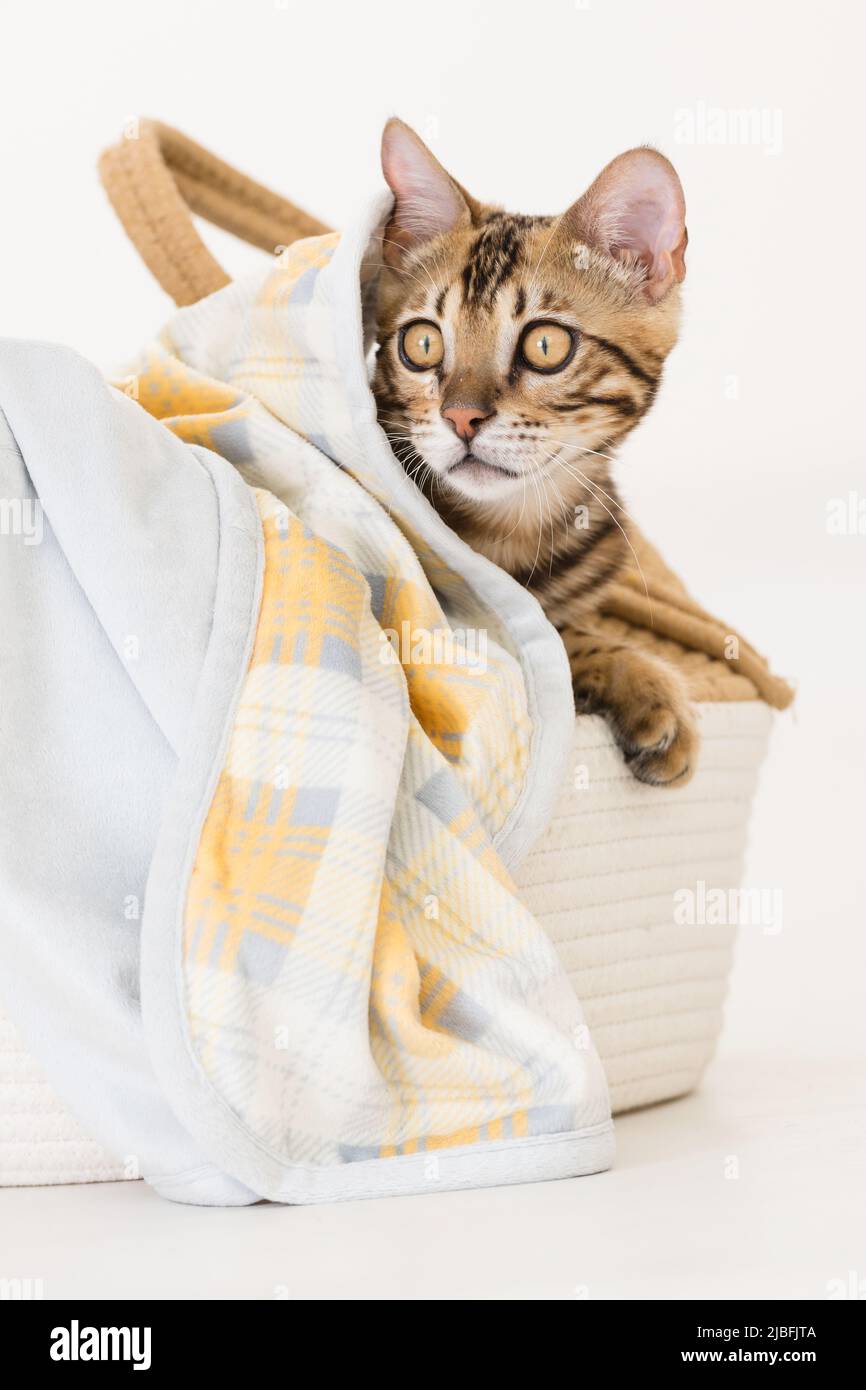 Young bengal cat in a basket, white background Stock Photo