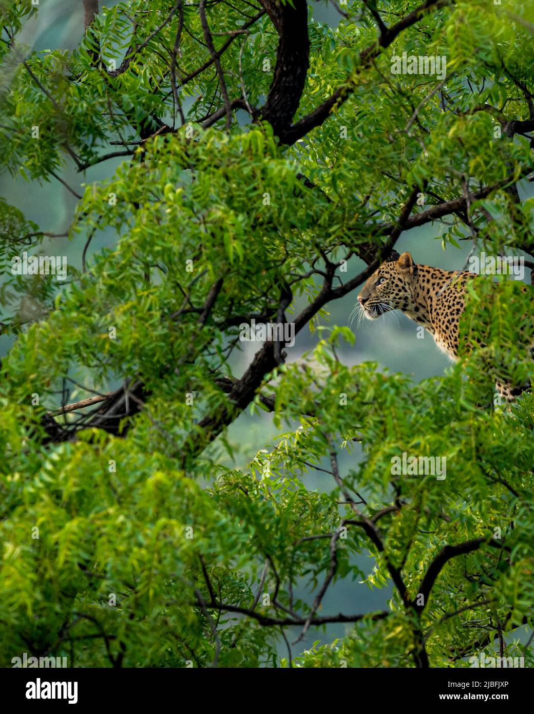wild indian female leopard or panther hanging on tree eyeing on prey or