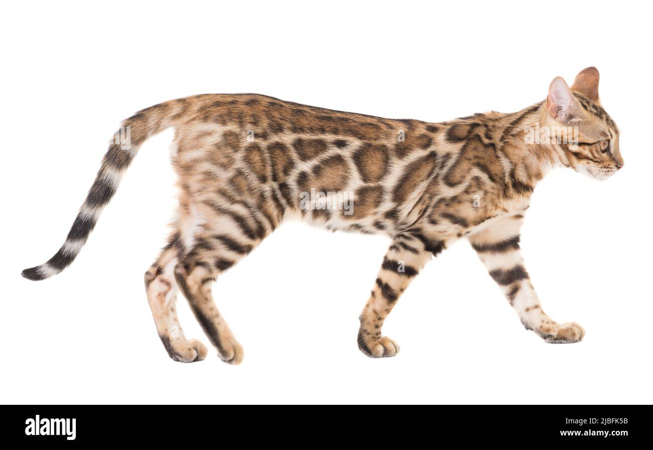 Side view of young bengal cat walking, isolated on white background Stock Photo
