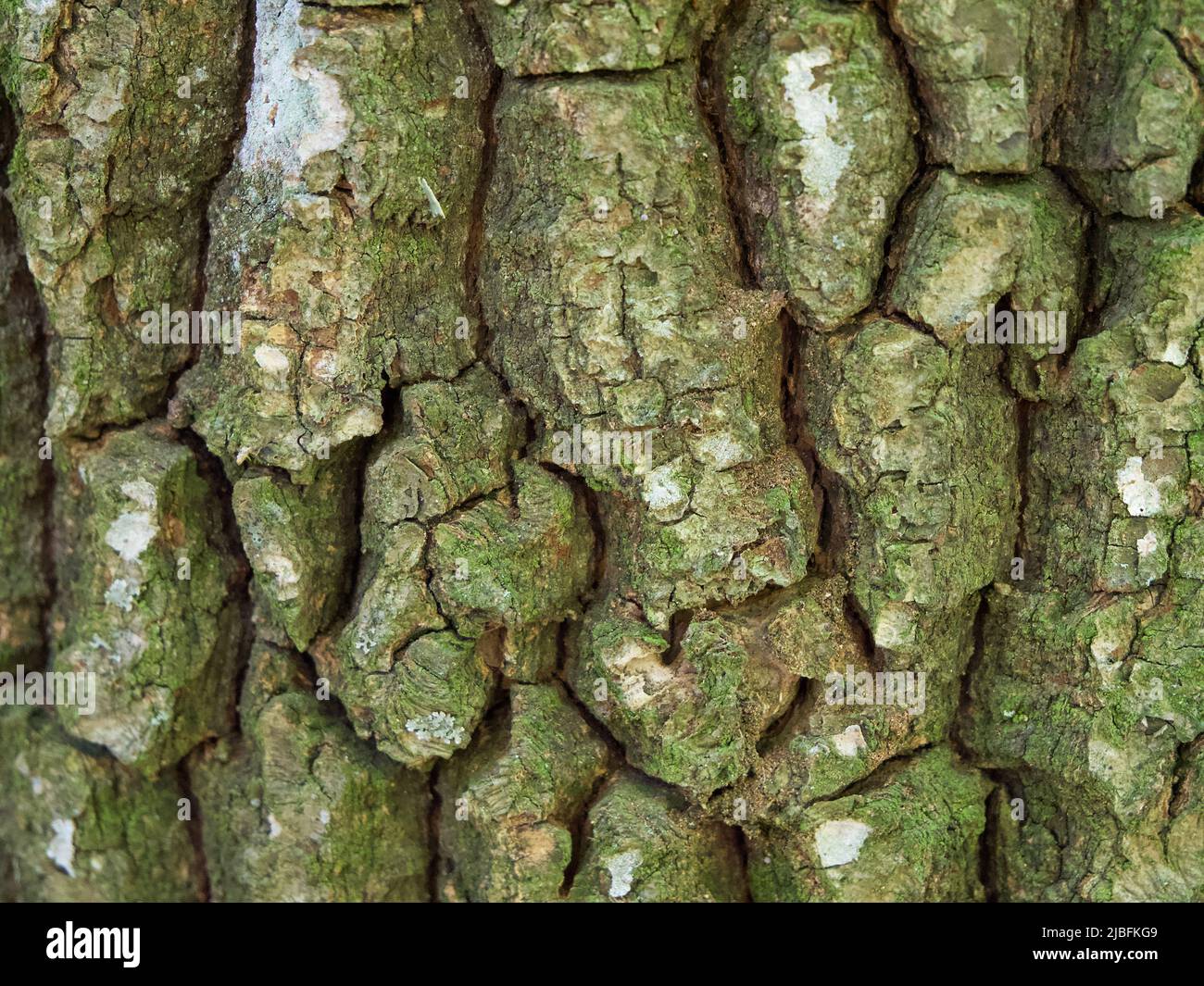 Texture of tree bark, macrophoto. Full-frame image of tree bark, background. Stock Photo
