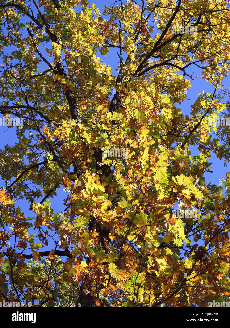 Oak yellow leaf hires stock photography and images Alamy