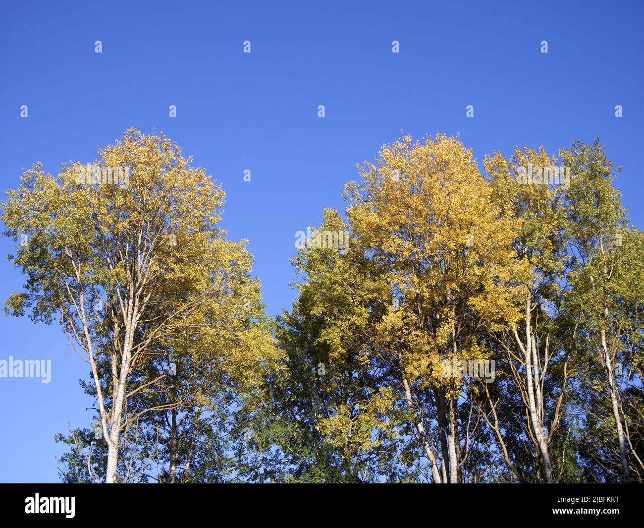Aspen against hires stock photography and images Alamy