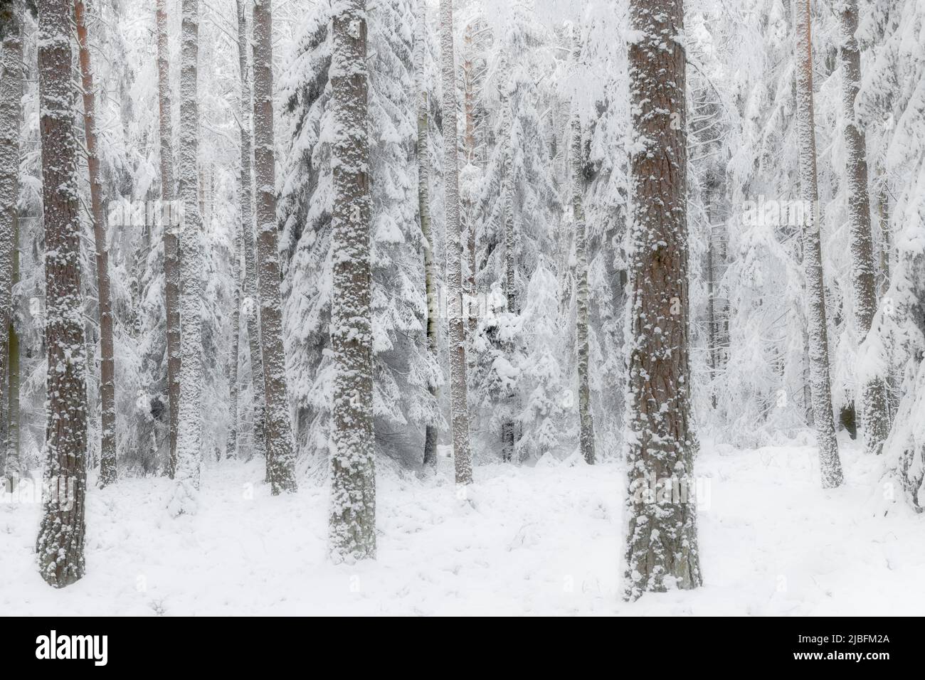 Trees in snow covered forest Stock Photo