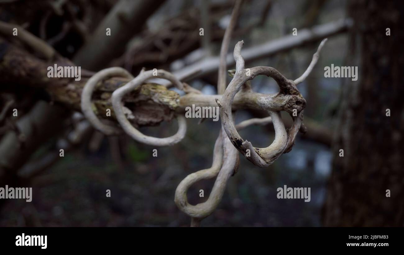 Twisted tree branches light wood spiral Stock Photo Alamy