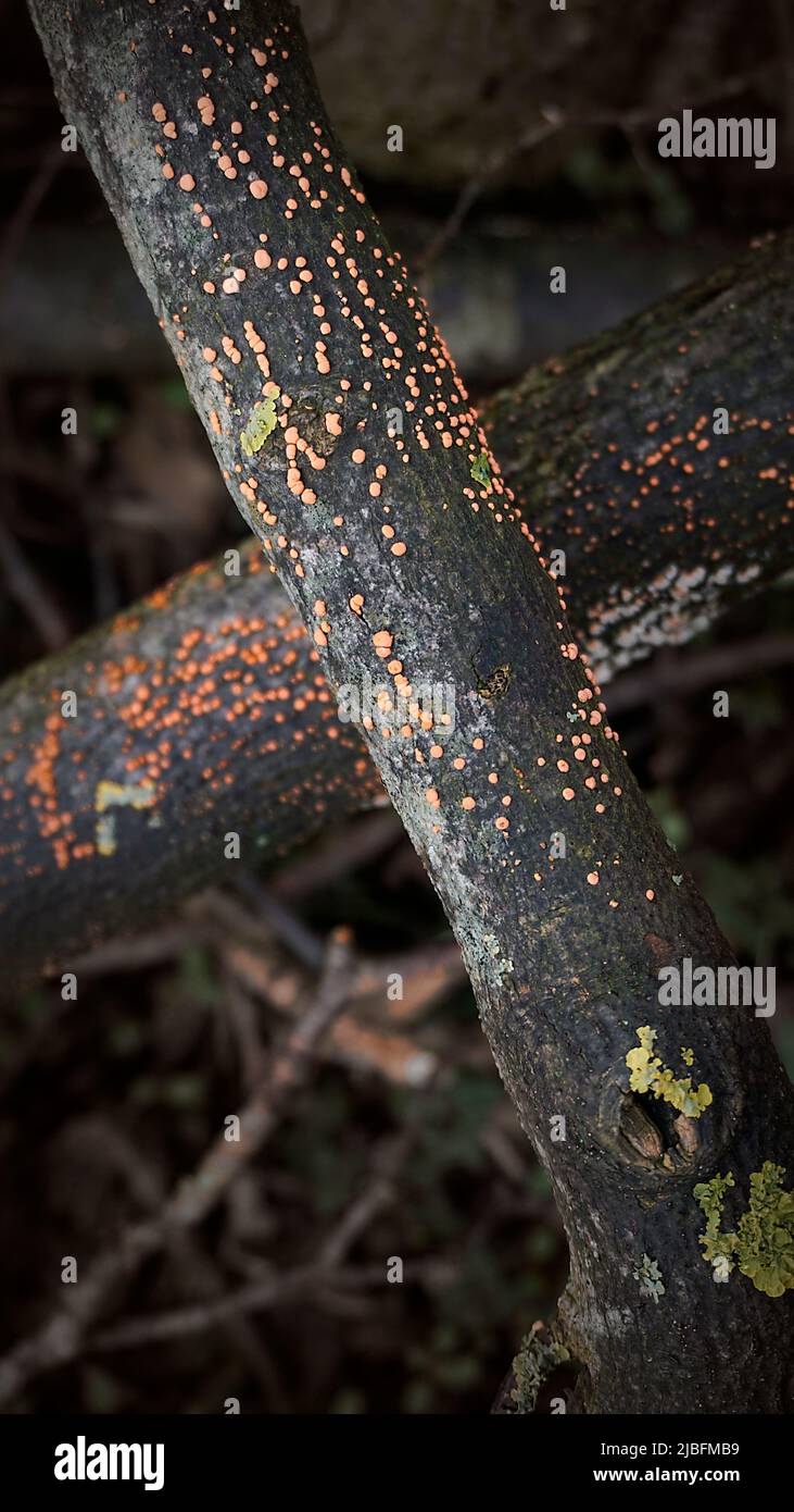Orange spots fungus (nectria cinnabarina) on crossed branches in dark forest Stock Photo