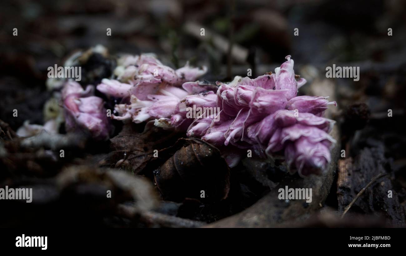 Dark forest floor hi-res stock photography and images - Alamy