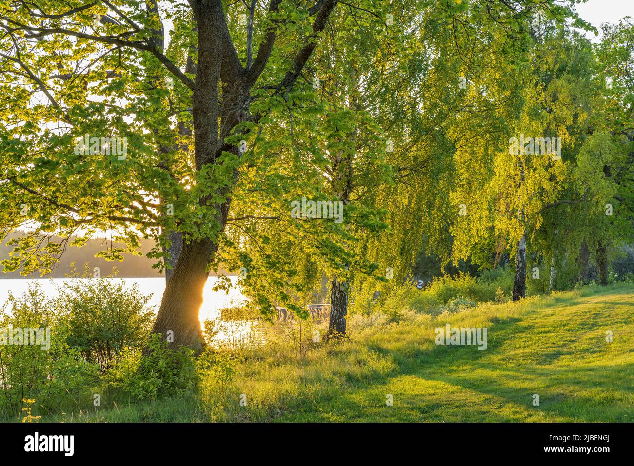 Green trees by lake Stock Photo