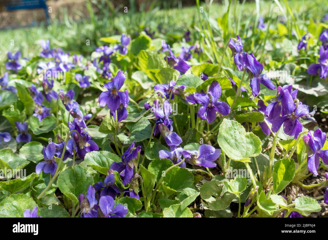 Spring flowers. Violet violets flowers bloom in the spring forest. Viola odorata Stock Photo