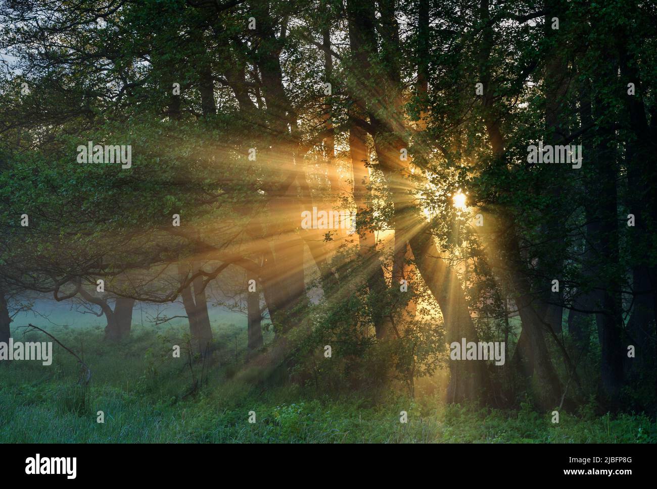 Sunbeams through forest at sunset Stock Photo