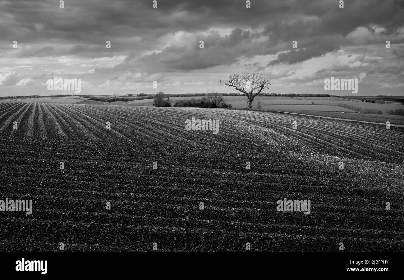 Ploughed field and view across the Wolds with tree on the horizon and green fields all under bright clouded sky on a summer day, Yorkshiire, UK. Stock Photo
