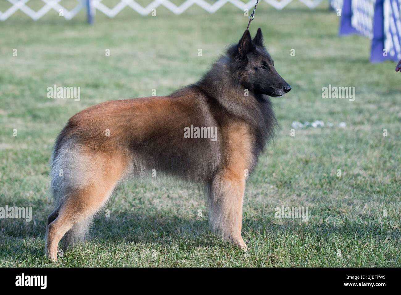 Belgian Tervuren standing in profile view on a grass field Stock Photo