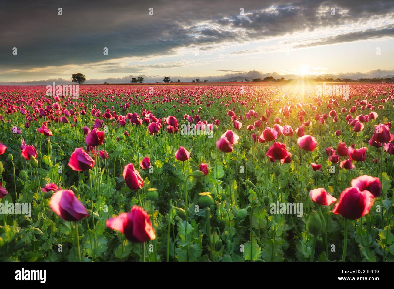 Red poppy field at dramatic sunset, nice flower landscape Stock Photo