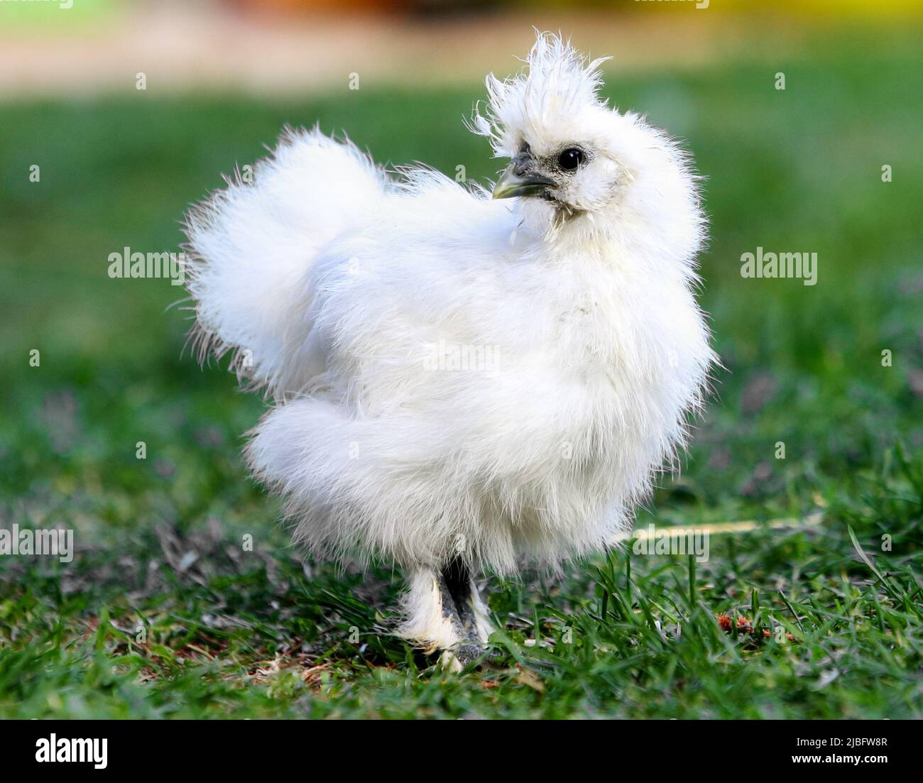 A little Silkie chickens on a grass, outdoor Stock Photo