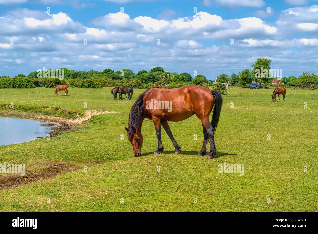 Ponies New Forest National Park England Uk tourist attraction by a lake Stock Photo