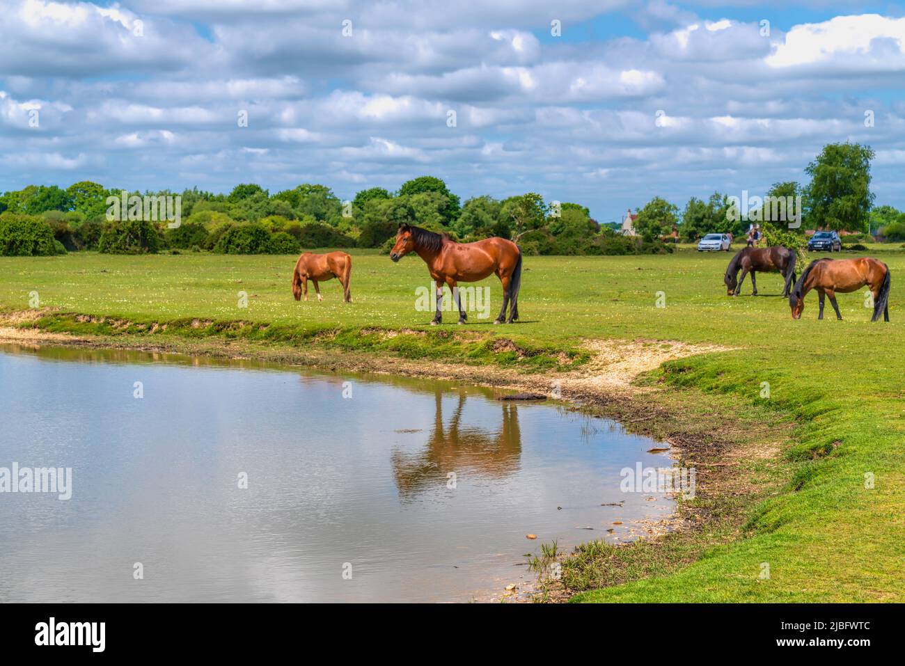 New Forest National Park England Uk tourist attraction ponies by a lake Stock Photo