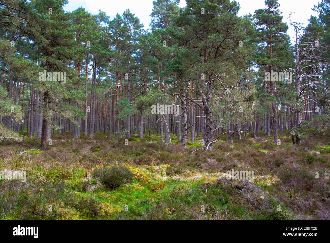 Caledonian Pine Forest Stock Photo